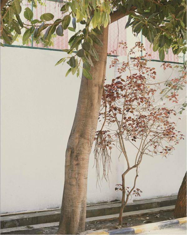 Streetview with a tree, a wall and some dead leaves.